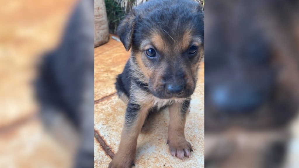 Seu melhor amigo te espera; adote um destes cachorrinhos