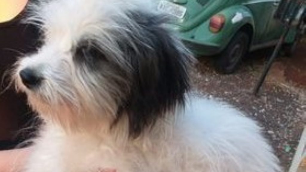 Cachorrinha perdida é encontrada no Bairro Clarito