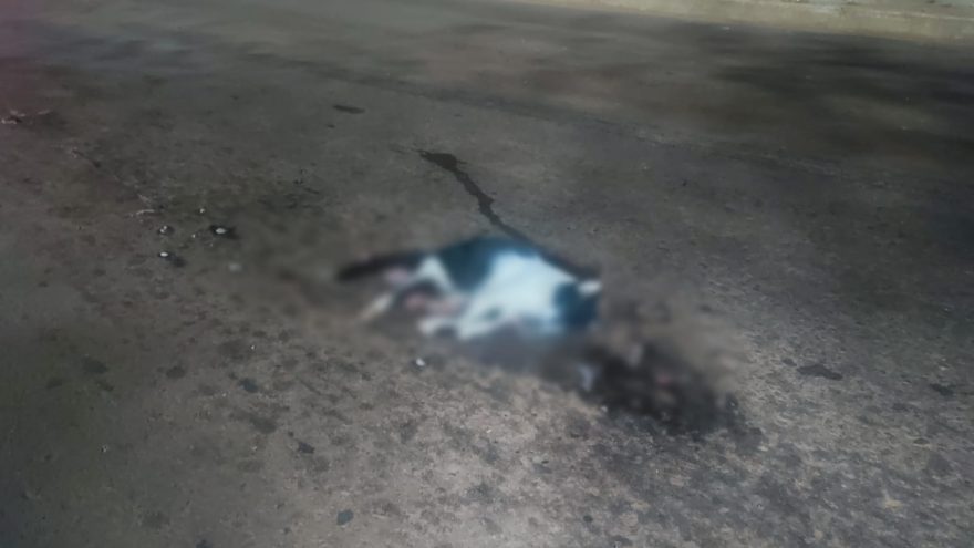 Gatinho morre ao ser atropelado por veículo na Av. Tancredo Neves