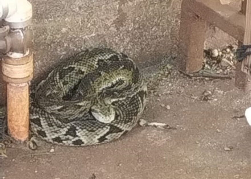 Cobra jararaca é capturada no ‘Sanches dos Santos’; Assista