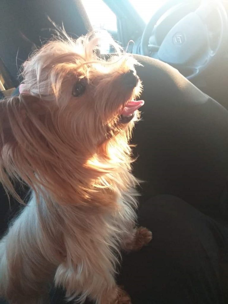 Cachorrinha sumiu na região do Claudete