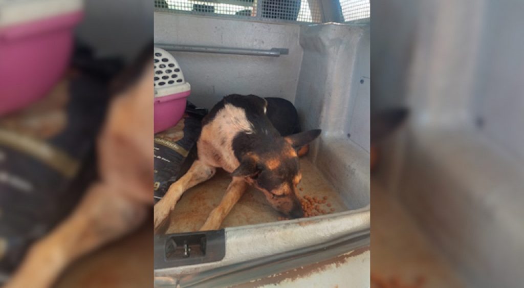 Cachorro ferido é resgatado pela Patrulha Ambiental no Reassentamento São Francisco