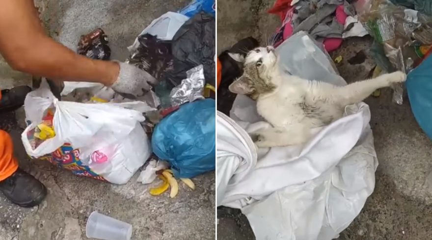 Revoltante: gato vivo é encontrado por garis dentro de saco de lixo