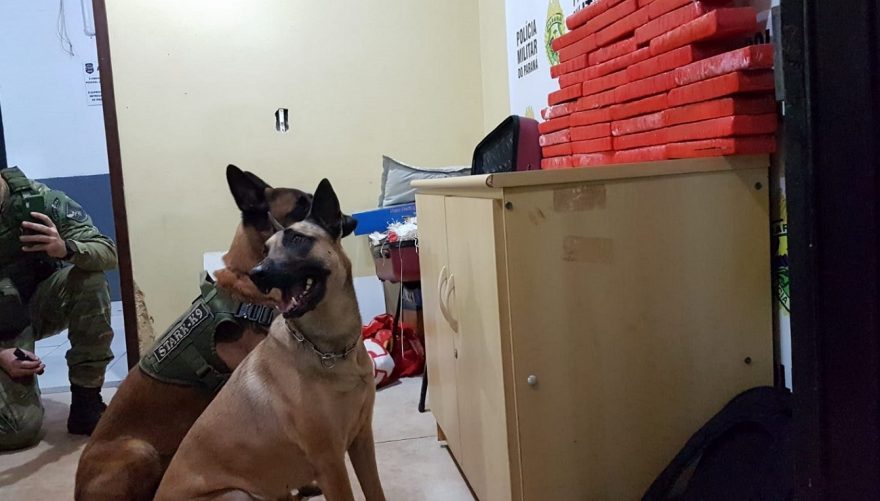 Cães Stark e Athena localizam 37 tabletes maconha em ônibus de linha; mulher foi presa pelo BPFron