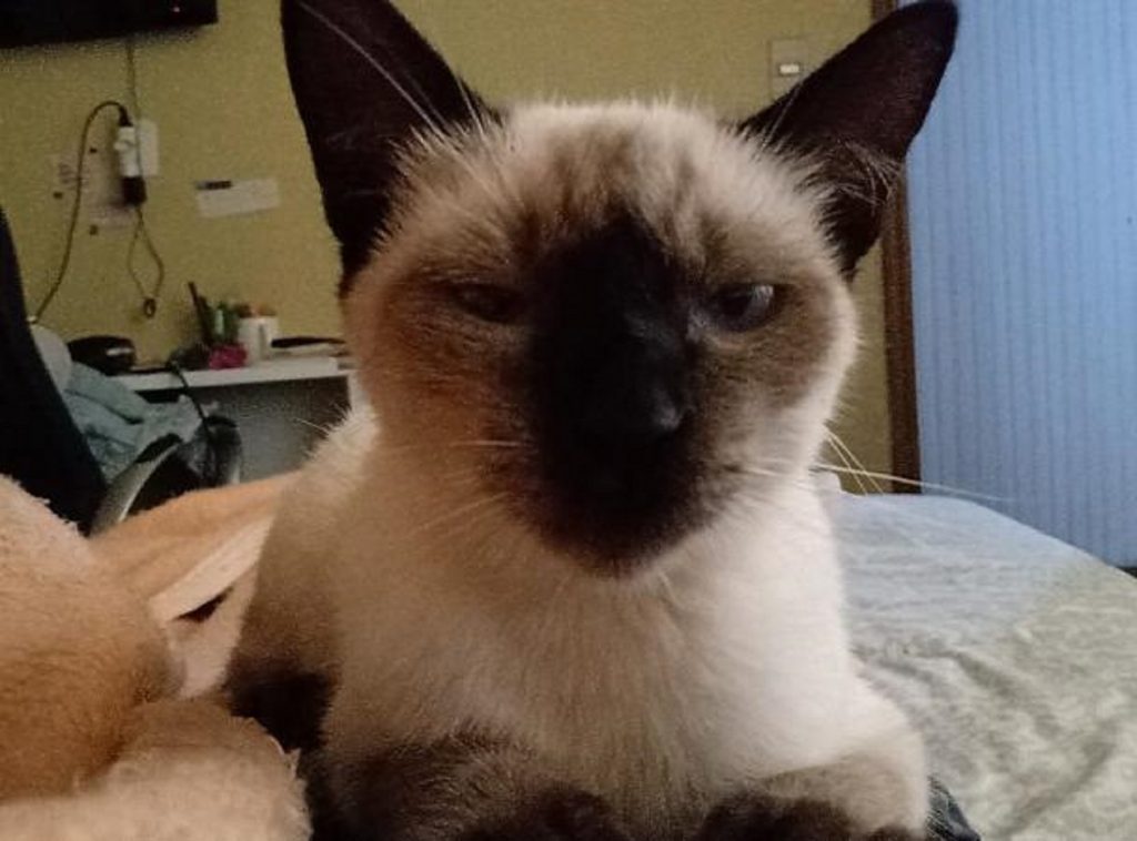 Internauta procura gatinha que sumiu na região do Bairro Country, em Cascavel Internauta procura gatinha que sumiu na região do Bairro Country, em Cascavel