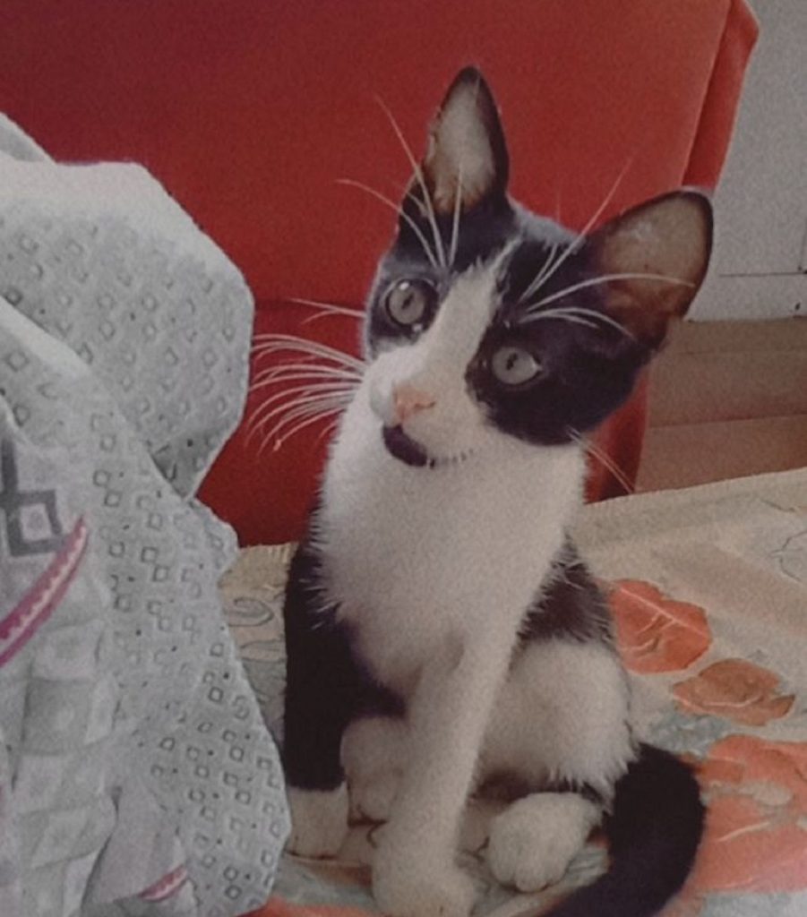 Gatinho desapareceu no Maria Luiza