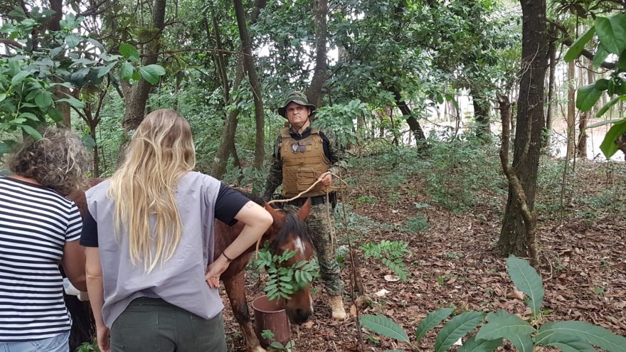 Patrulha Ambiental resgata cavalos em situação de maus-tratos em Cascavel
