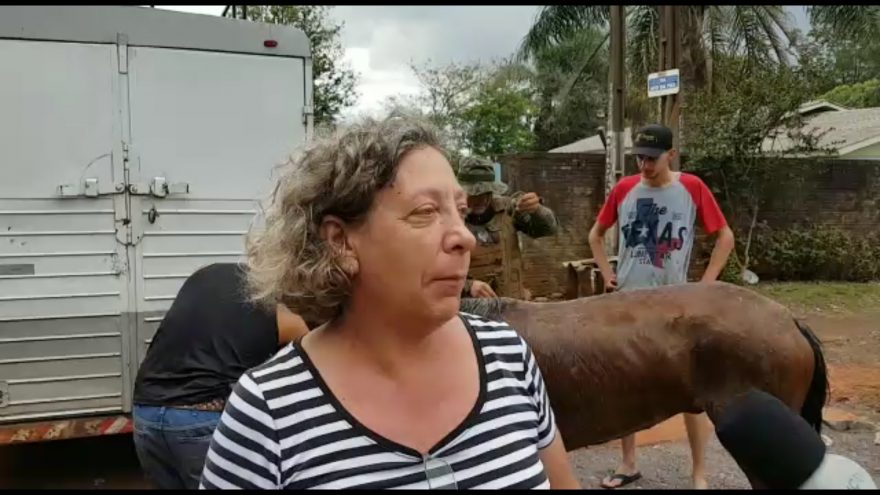Veterinária da SEMA afirma que cavalos estavam há pelo menos uma semana sem água