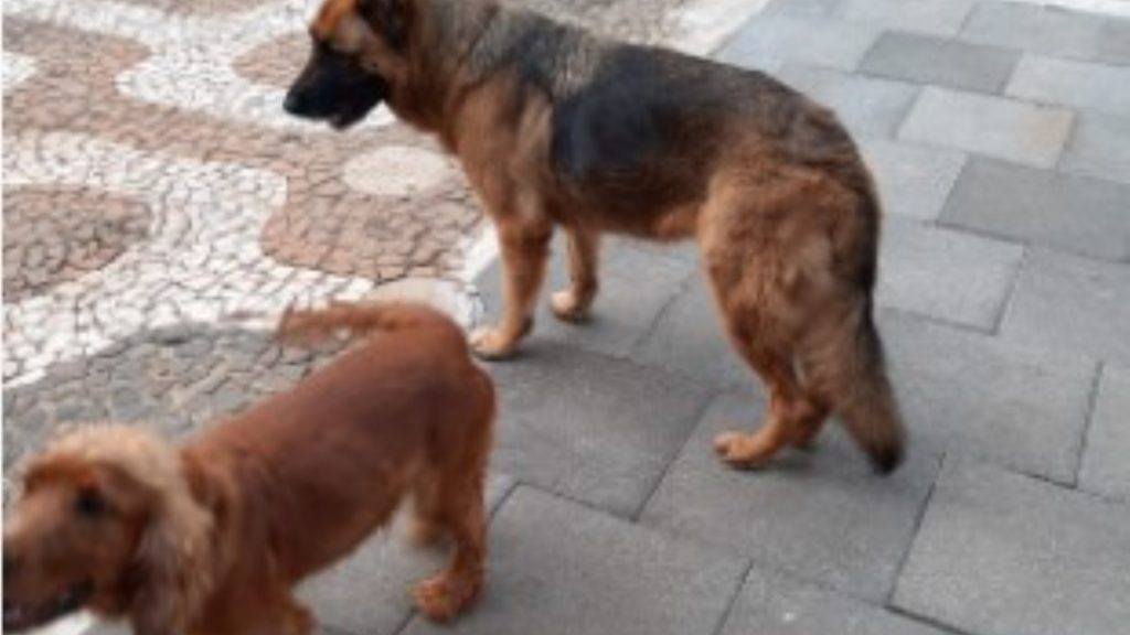 Cachorros com coleira que estavam perdidos foram acolhidos, conhece o dono?