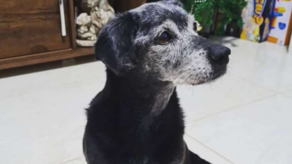 Cachorrinha com diversos problemas de saúde fugiu, dona está procurando