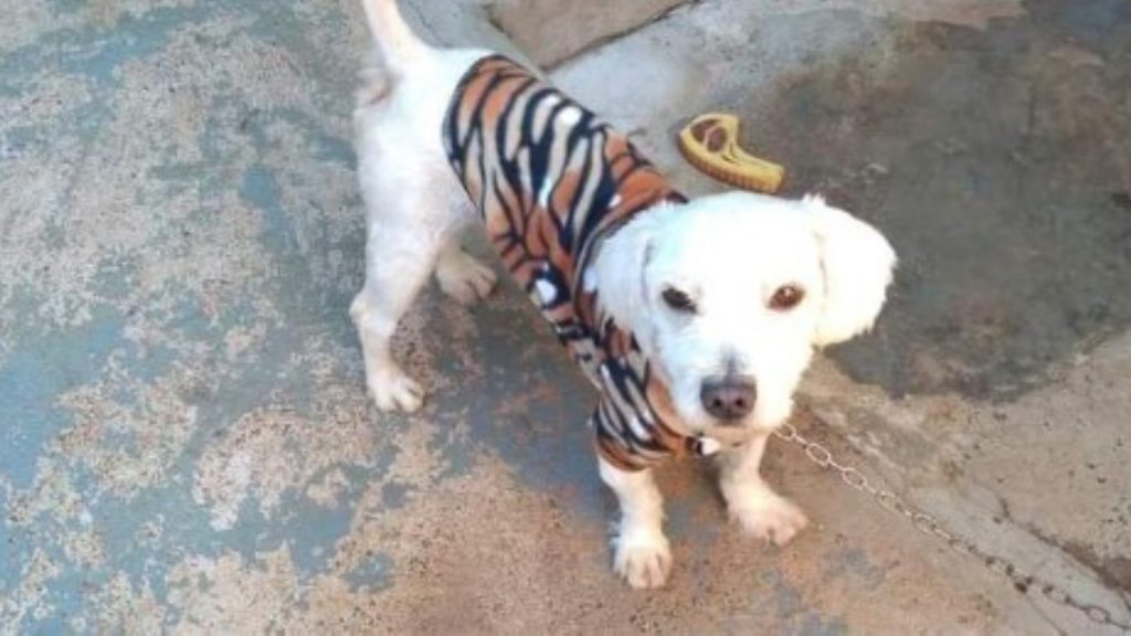 Cachorro “Fofinho” sumiu no Bairro Santa Cruz