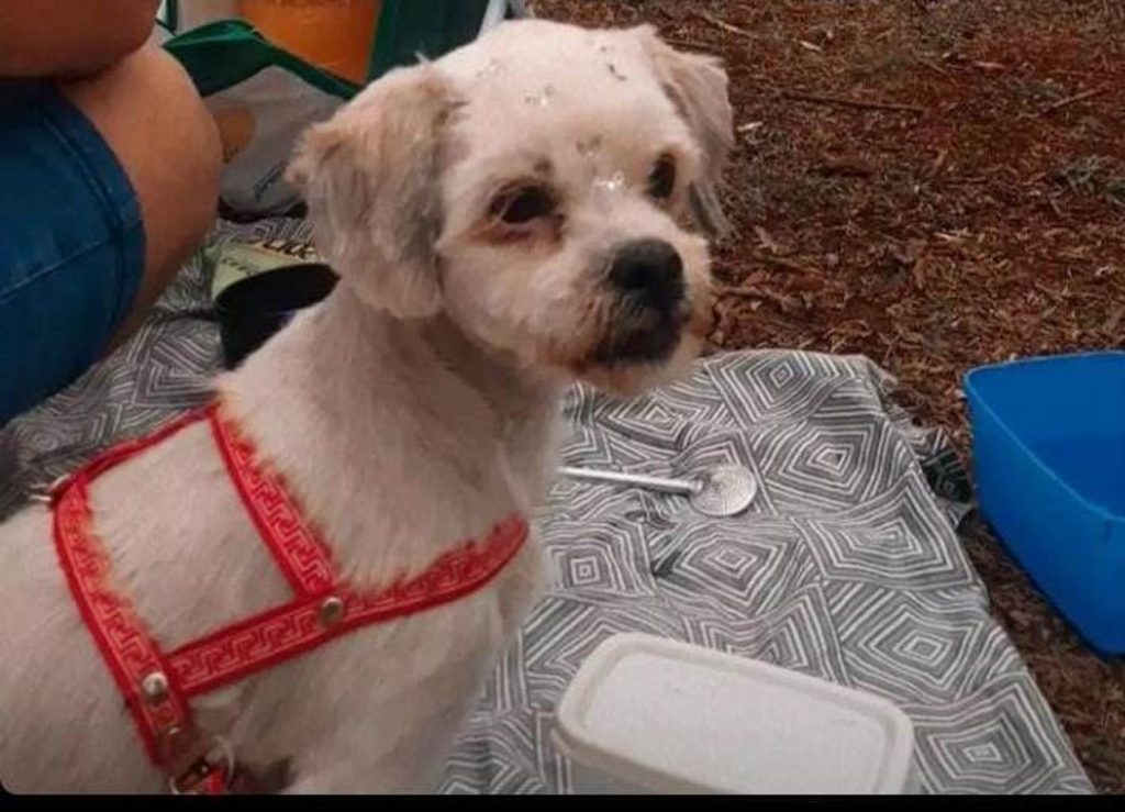 Belinha desapareceu no Florais do Paraná