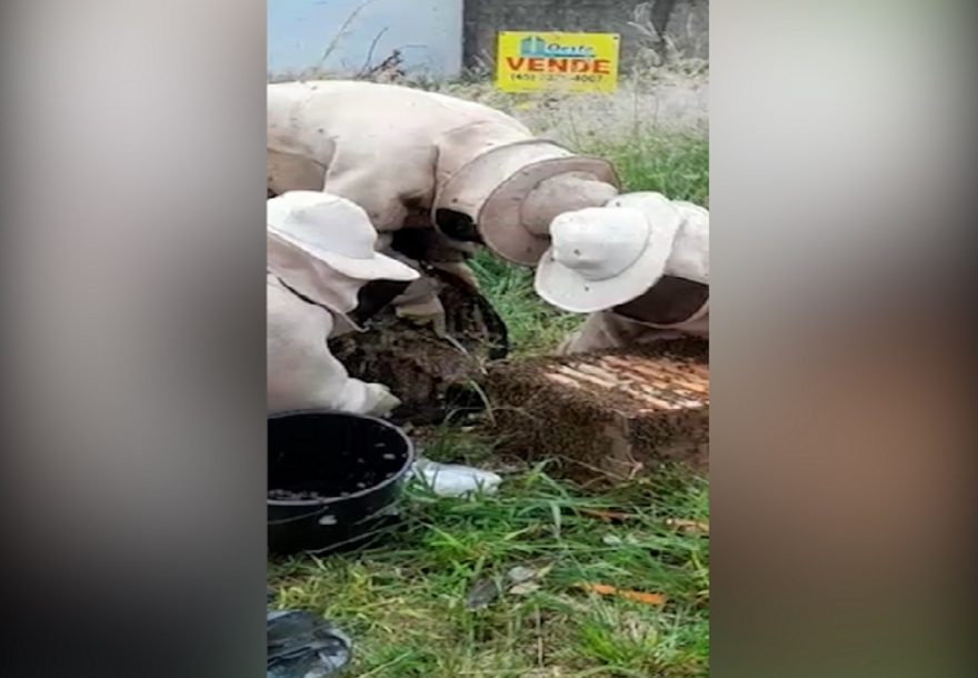 Defesa Civil realiza retirada de enxame de abelhas em lote no Alto Alegre