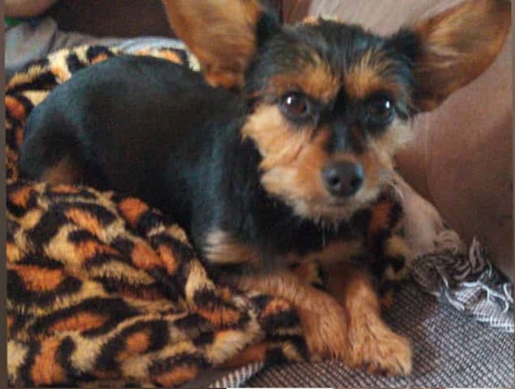 Cãozinho desapareceu no Clarito