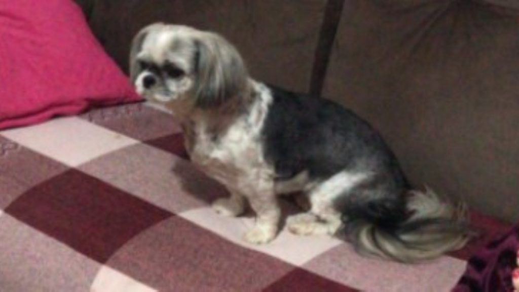 Cachorrinha foi encontrada no Bairro São Cristóvão