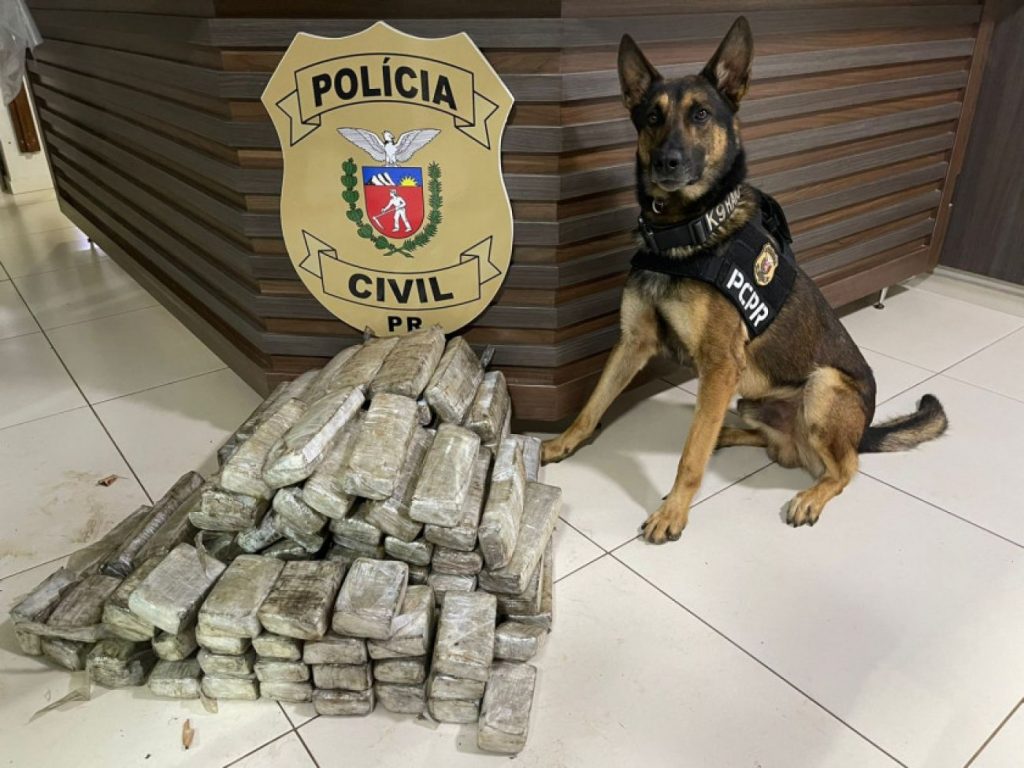 PCPR apreendeu 59 quilos de maconha em Pato Branco