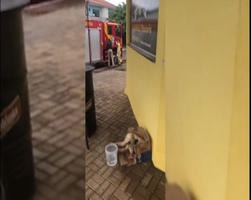 Corpo de Bombeiros resgata cãozinho de bueiro no Santa Felicidade