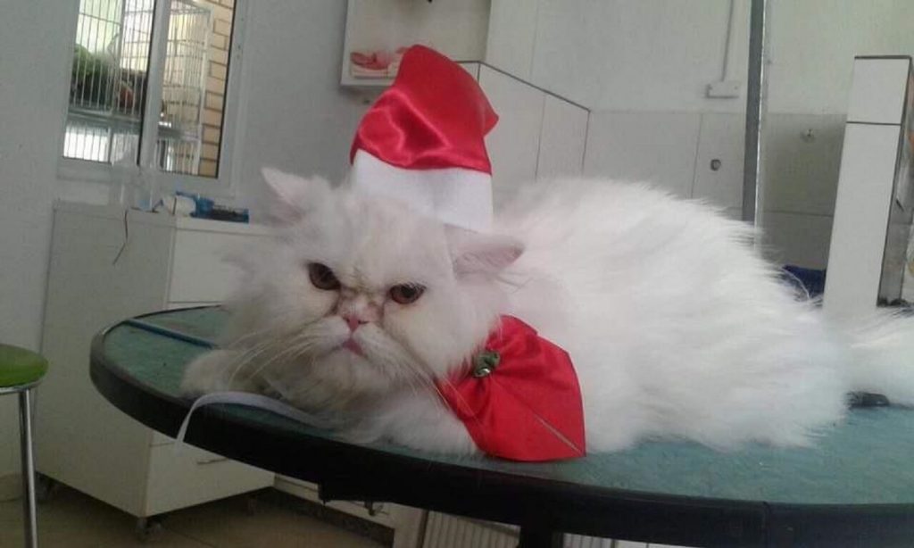 Gatinho Fredy está desaparecido em Cascavel