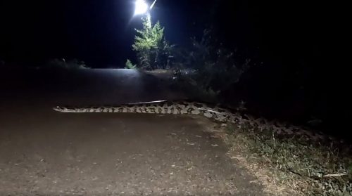 Cobra gigante da Ponte Molhada: Véio do rio, amiga passeando ou sogra indo visitar a vizinha? Entenda