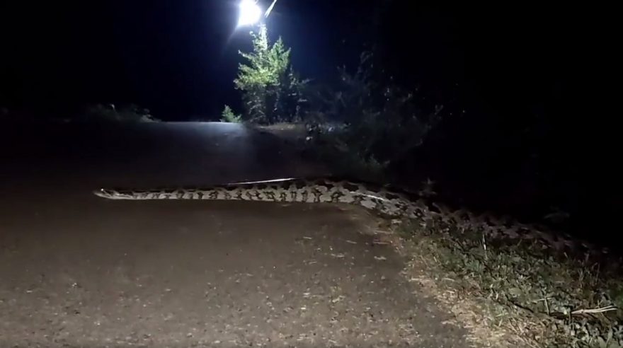 Cobra gigante da Ponte Molhada: Véio do rio, amiga passeando ou sogra indo visitar a vizinha? Entenda