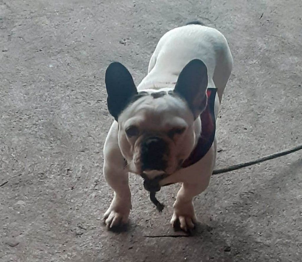 Cachorro é encontrado no Parque Verde