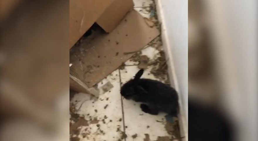 Com mais de 15 coelhos dentro de apartamento, morador do Santa Cruz é notificado