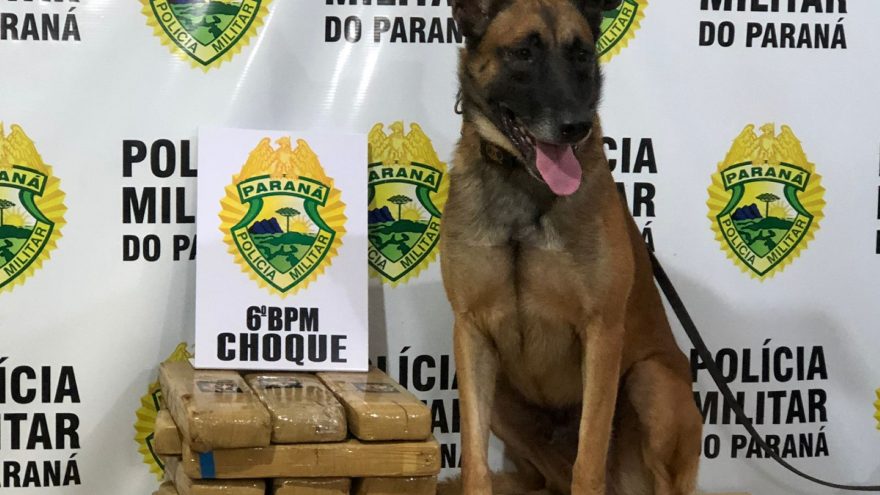 Choque apreende menor de idade com quase 15kg de maconha na rodoviária