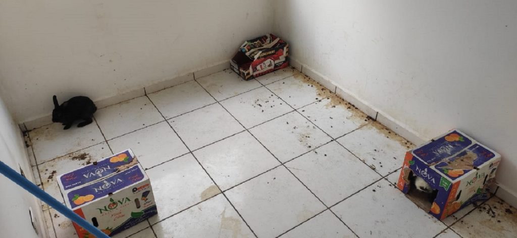 Guarda Municipal e Vigilância Ambiental dão atenção em ocorrência de maus-tratos a coelhos