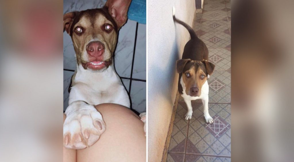 Internauta procura cachorro que sumiu na Rua Santa Catarina