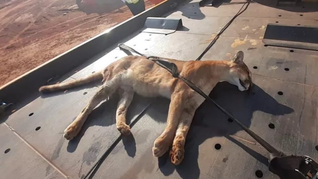Onça morre atropelada ao tentar atravessar rodovia
