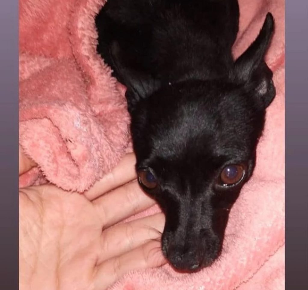 Pinscher Lilica sumiu no Brasmadeira; oferece-se recompensa