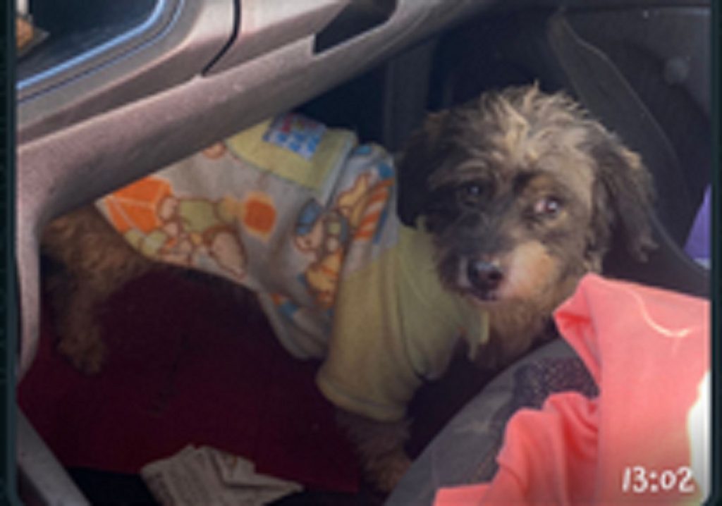 Cachorrinho foi encontrado no Tropical