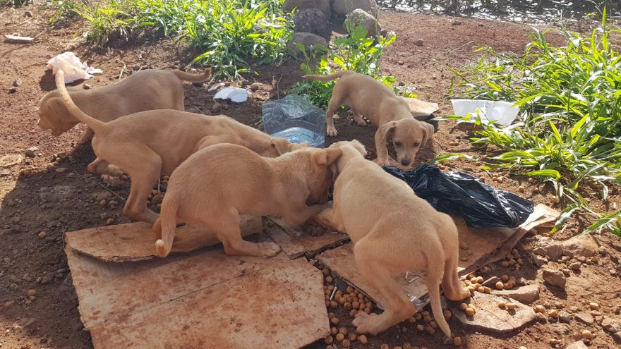 Filhotes abandonados em estrada rural estão disponíveis para adoção