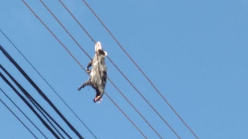 Como foi parar aí? Rato é encontrado morto em cima de fios de energia
