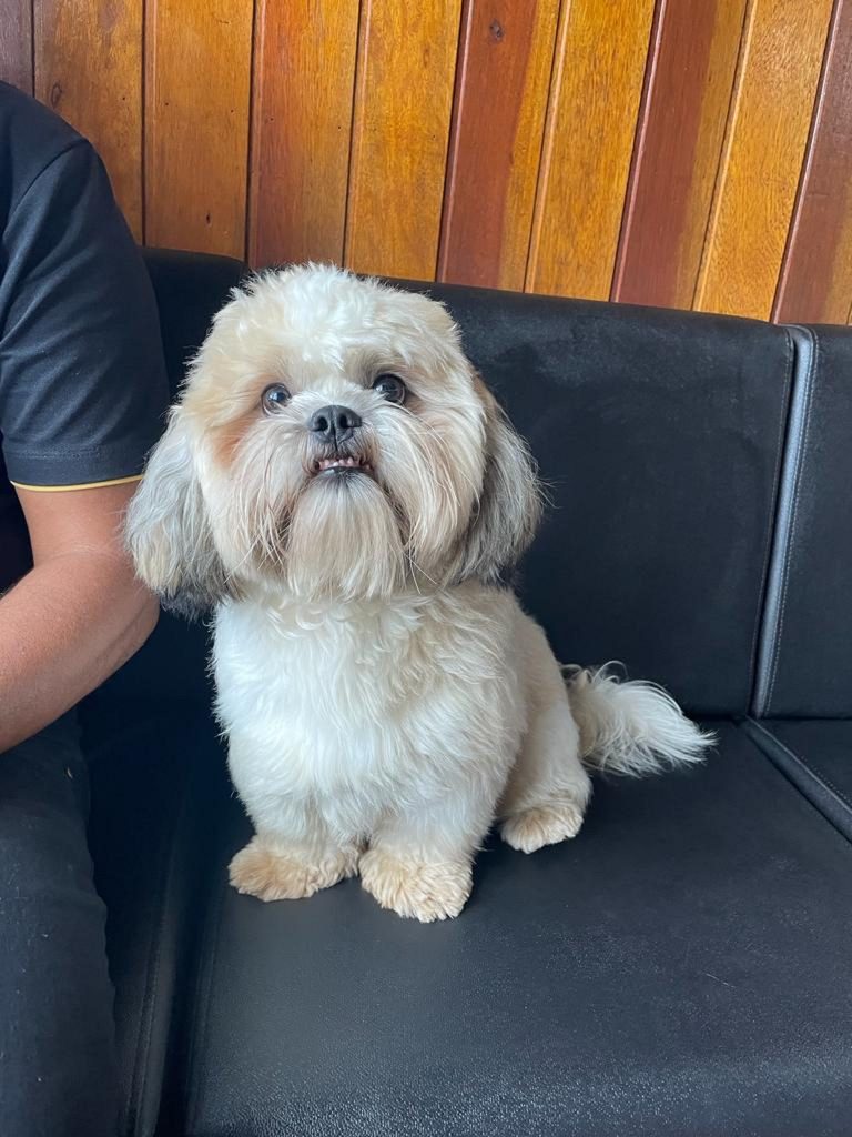 Cachorrinho é encontrado no Parque São Paulo