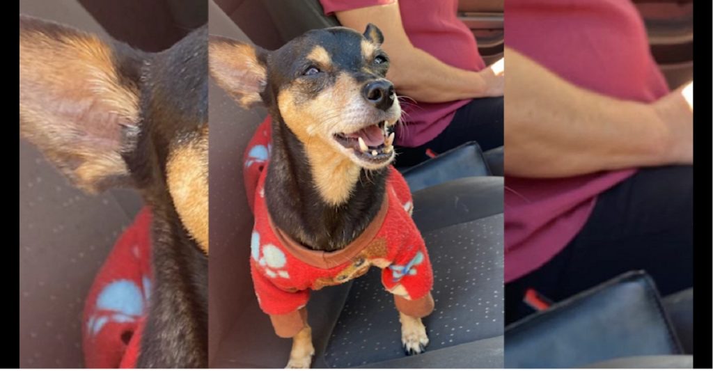 Você é dono deste cachorrinho?