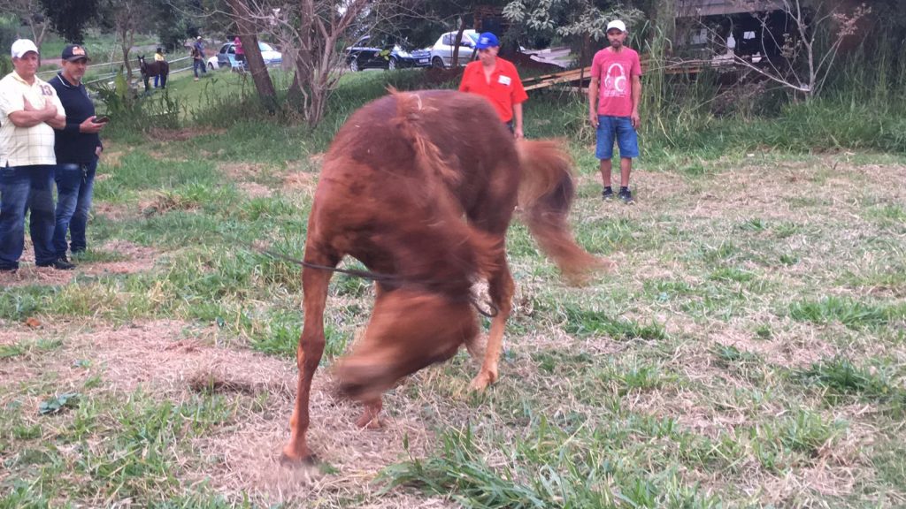 Cavalo é ferroado por abelhas e passa a “atacar” pessoas no Santa Felicidade