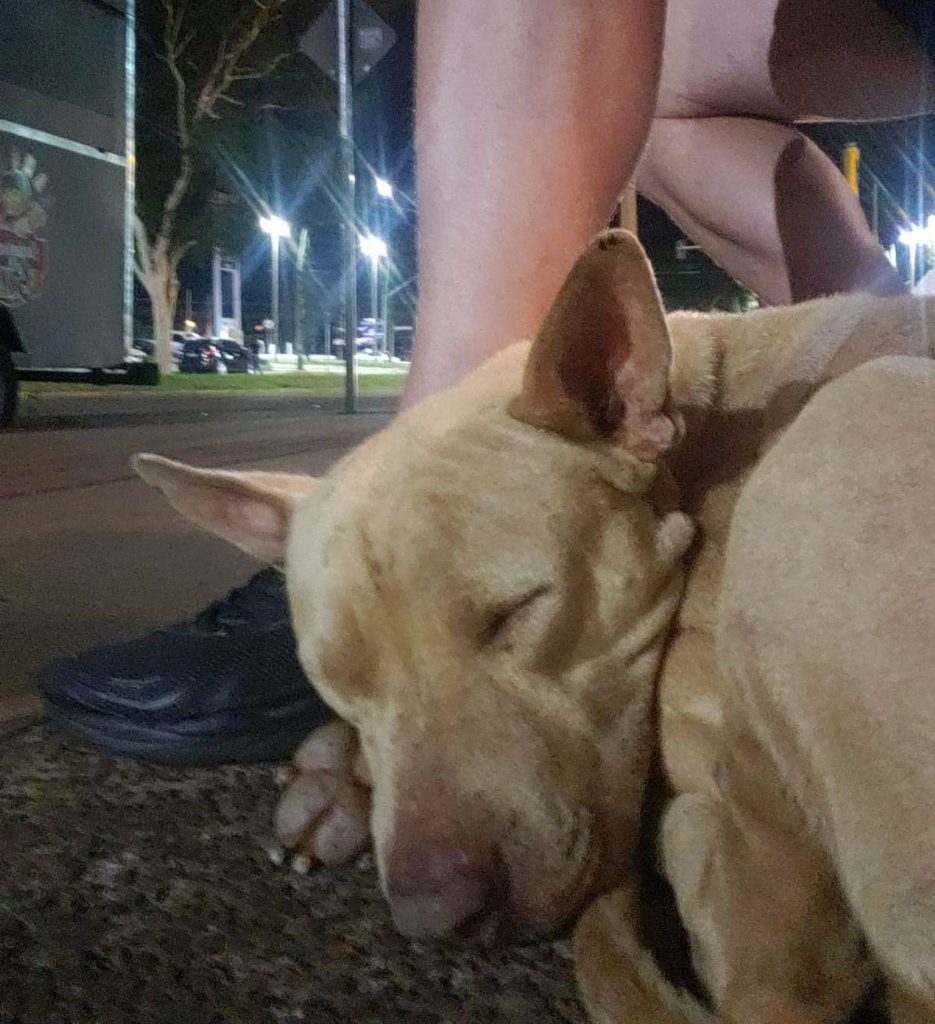 Cachorro é resgatado na Região do Lago