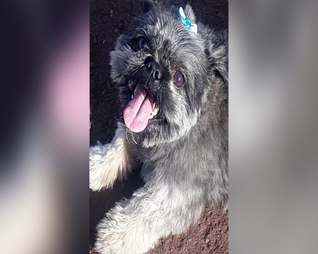 Internauta procura por cachorro que sumiu na região do Bairro Belmonte