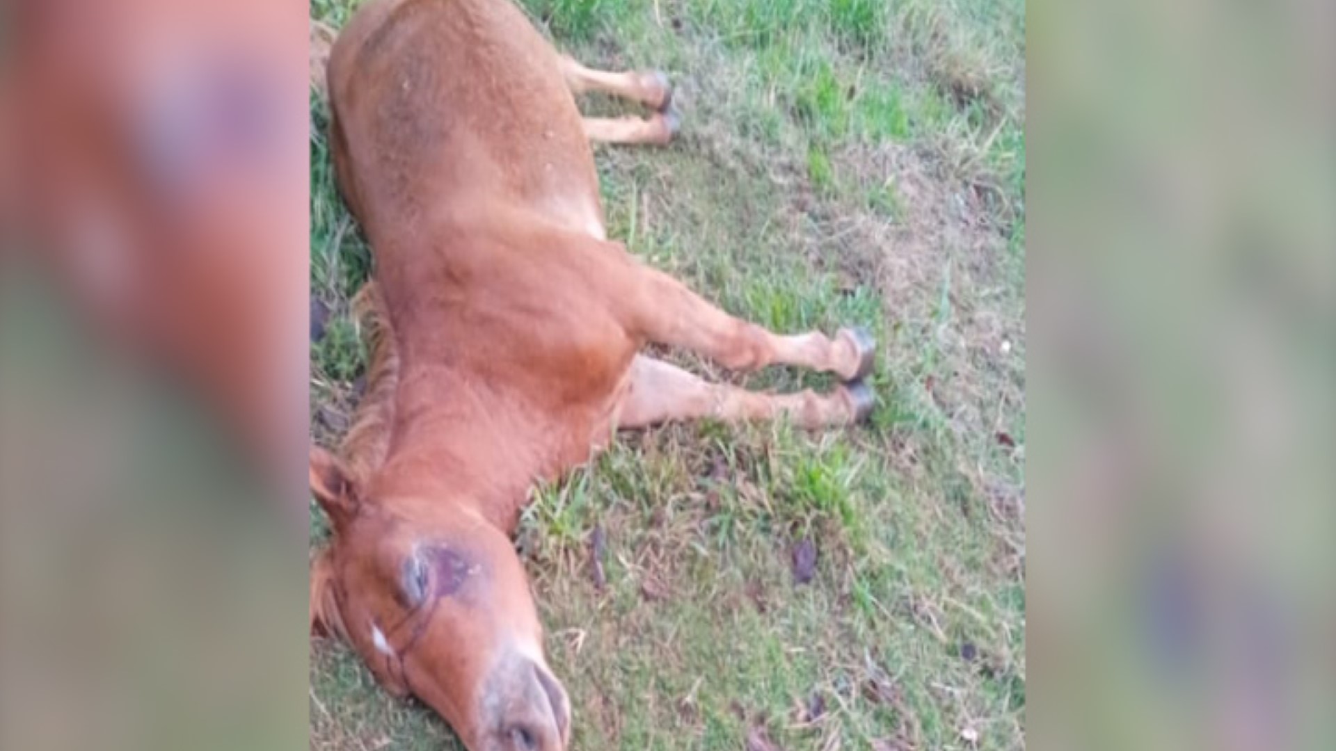 Abelhas matam cavalo em Cerro Largo