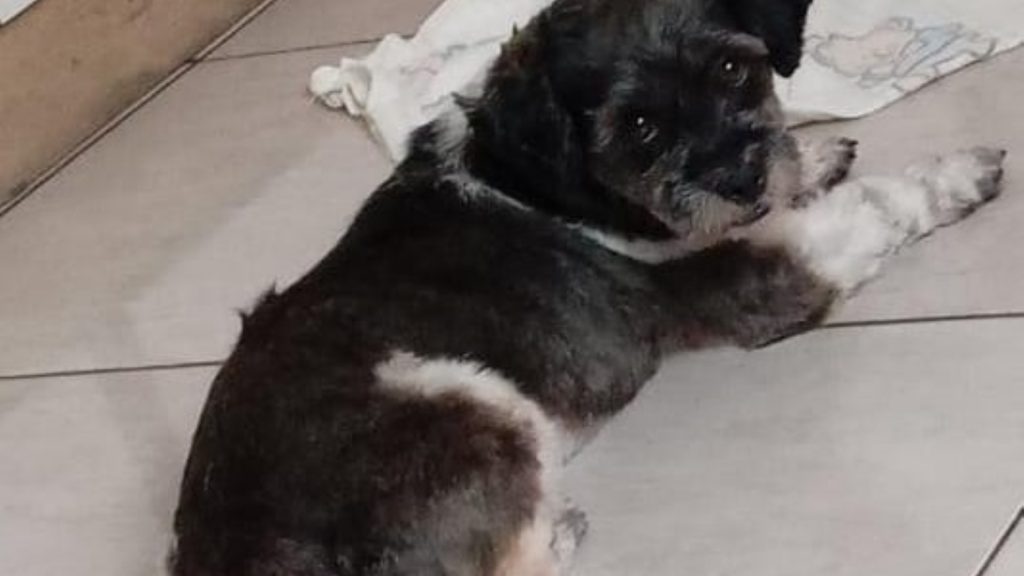 Cão que atende por “Fred” sumiu no Brasmadeira, perto do Terminal Nordeste