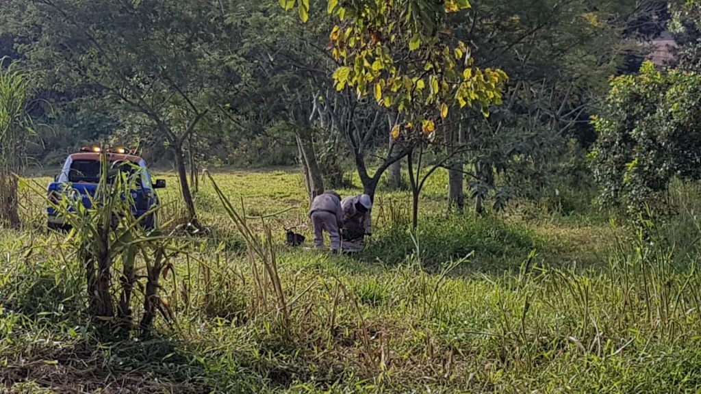 Abelhas são removidas de local onde cavalo foi morto a ferroadas; Defesa Civil explica ação “tardia”