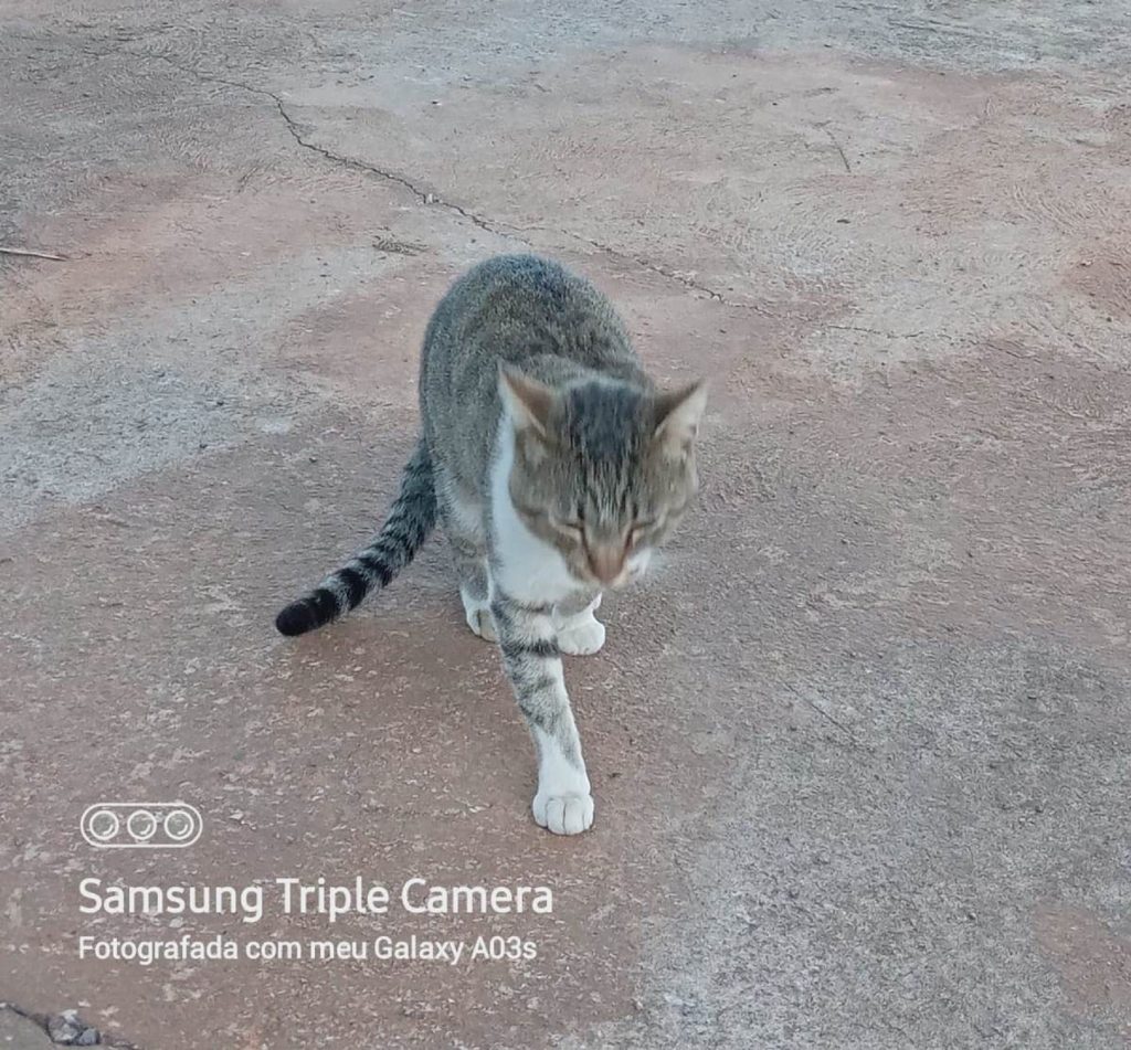 Gato é resgatado no Parque São Paulo