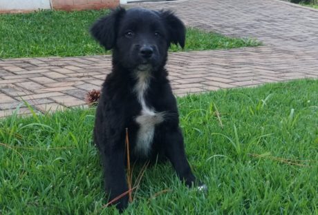 Cachorrinha abandonada foi resgatada na Região do Lago e procura um lar Imagem referente a Cachorrinha abandonada foi resgatada na Região do Lago e procura um lar