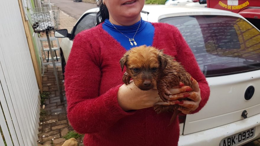 Bombeiros resgatam cachorrinha que caiu em fossa no Bairro Morumbi