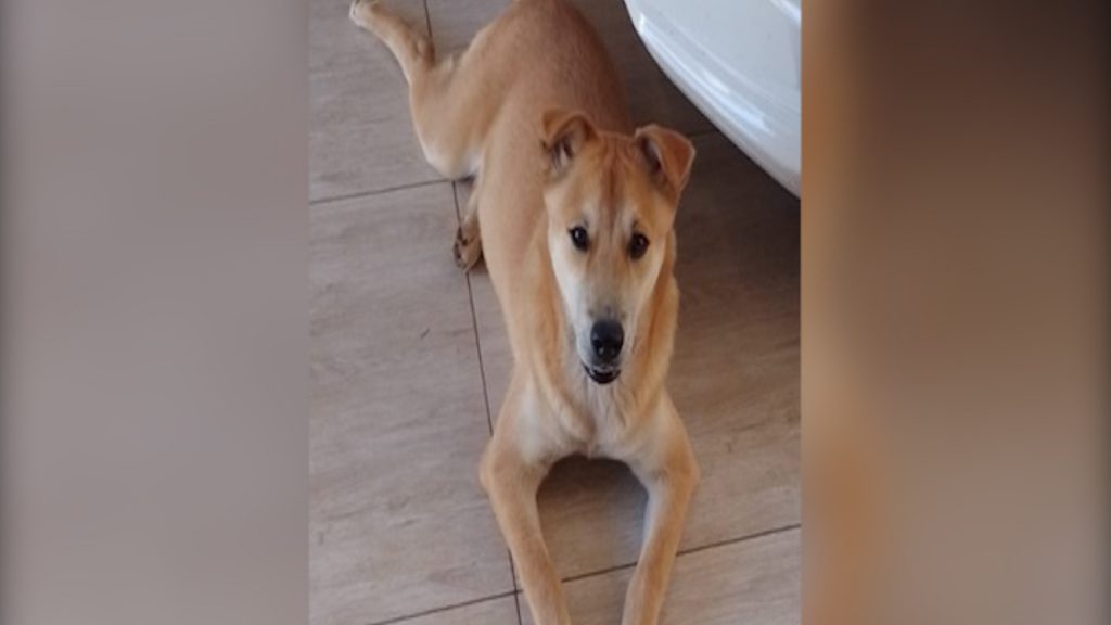 Cão que atende por “Bailey” sumiu no Bairro Universitário