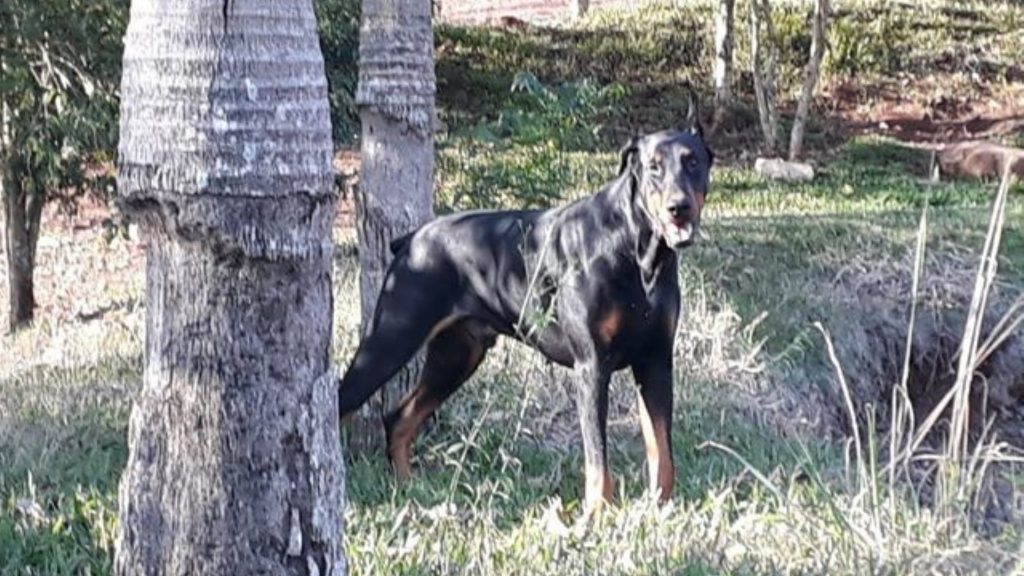 Internauta pede ajuda para localizar cão que sumiu no Bairro Cancelli