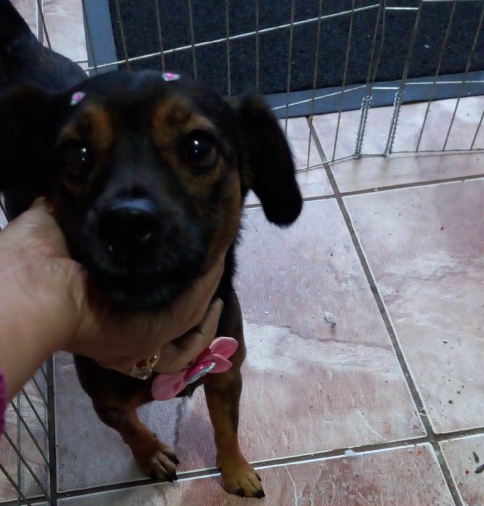 Cachorrinha é encontrada no Coqueiral