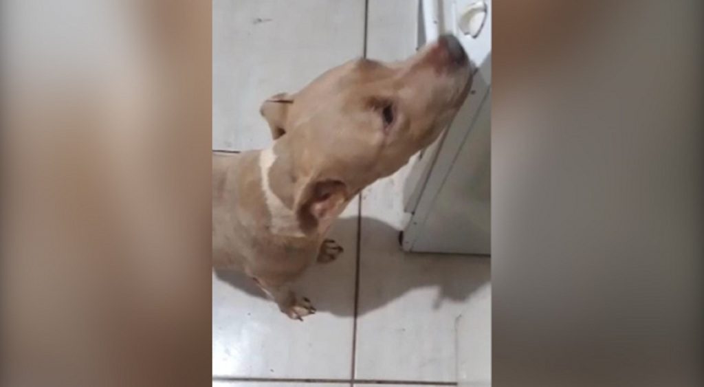 Internauta procura pela cachorra Kiara