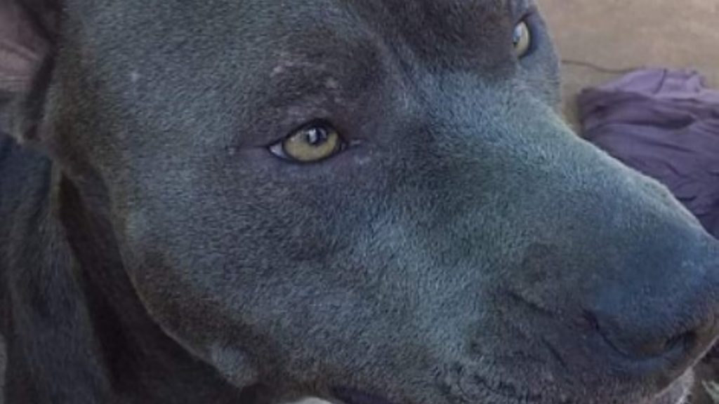 Aron está perdido e donos pedem ajuda para encontrá-lo